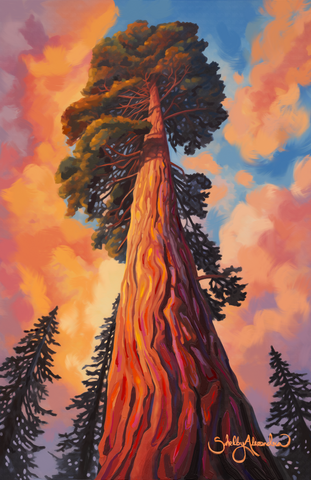 "Sequoia 02" STANDARD Print