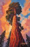 "Sequoia 02" ROLLED CANVAS Print