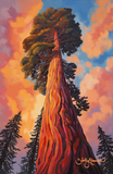 "Sequoia 02" ROLLED CANVAS Print