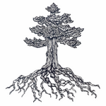 "Sequoia" FINE ART Print