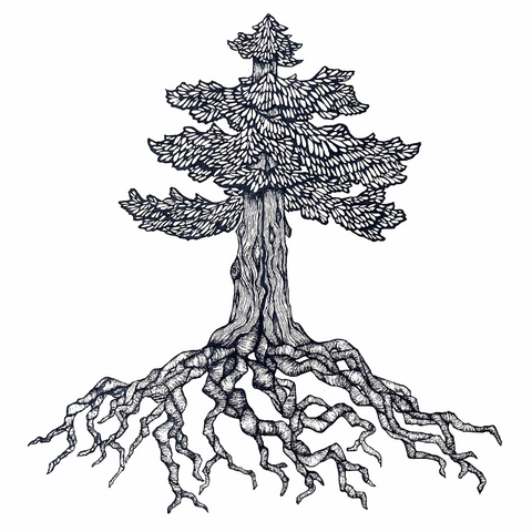 "Sequoia" FINE ART Print